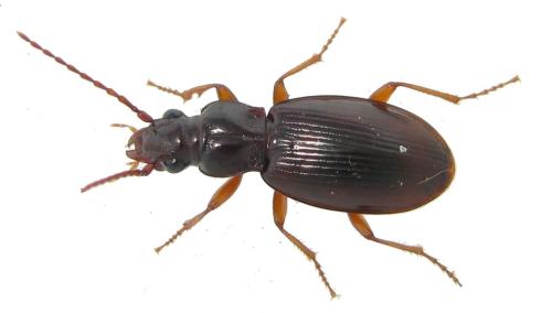 Réf. 329 150 : Patrobus atrorufus